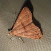 Fraternal Renia Moth