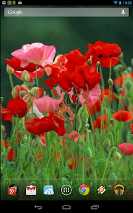 How to install Red Poppies 3D Wallpaper 6.0 apk for laptop