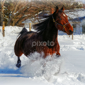 by Kirsi Bertolini - Animals Horses