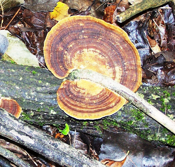 Mustardyellow Polypore Project Noah