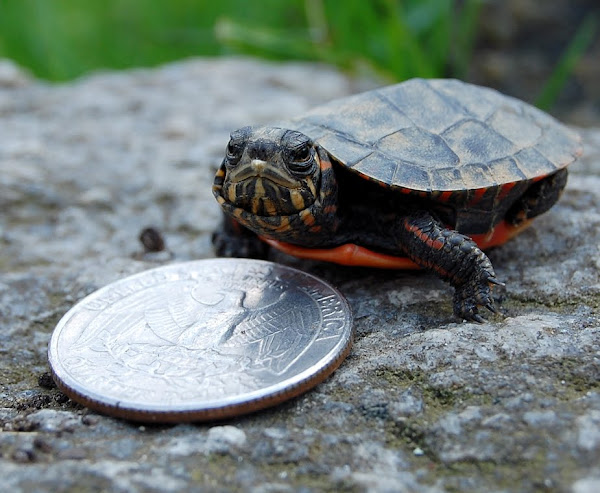 Eastern Painted Turtle | Project Noah