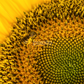 In the heart by Jean-Marc Schneider - Flowers Single Flower