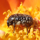 Beetle. Escarabajo del sudario