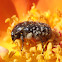 Beetle. Escarabajo del sudario