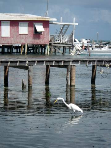 Great egret