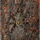 Female Ornamental Tree Trunk Spider