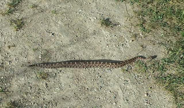 Eastern Massasauga Rattlesnake