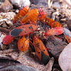 Orange Milkweed Bug