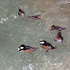 Hooded merganser