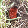 Pyrrhartica isabella larva