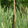 Bulrush, cattail, coopers reed