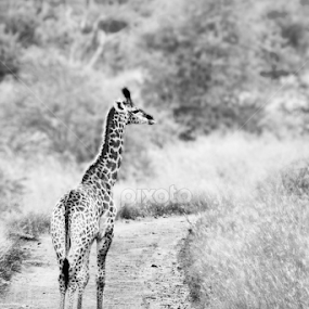 by Jenice Vd Berg - Uncategorized All Uncategorized