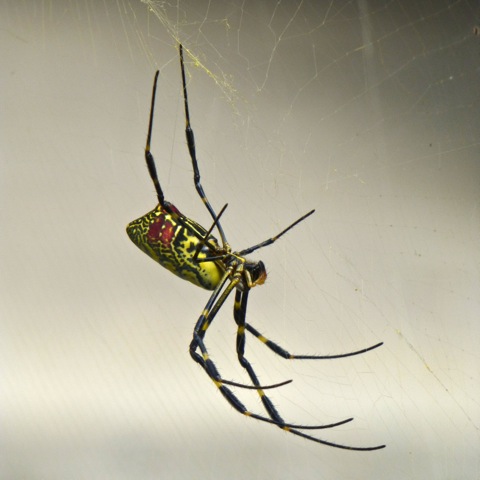 Jorō Spider Female Project Noah