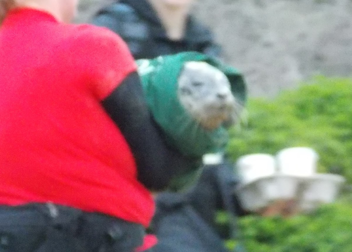 Harbor Seal (pup)