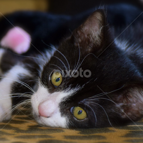 Pink Nose Kitty by Beate P - Animals - Cats Portraits