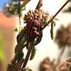 Striped Shieldbug
