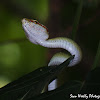 Waglers Pit Viper Male (baby)