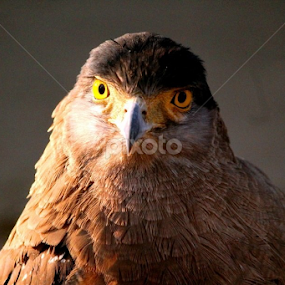 The Eagle Eye by Suvajit Malik - Animals Birds