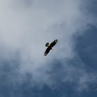 Northern crested caracara