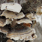 Many-colored Polypore