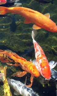 Коі Живі Шпалери Screenshots 6