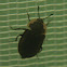 Margined Carrion Beetle