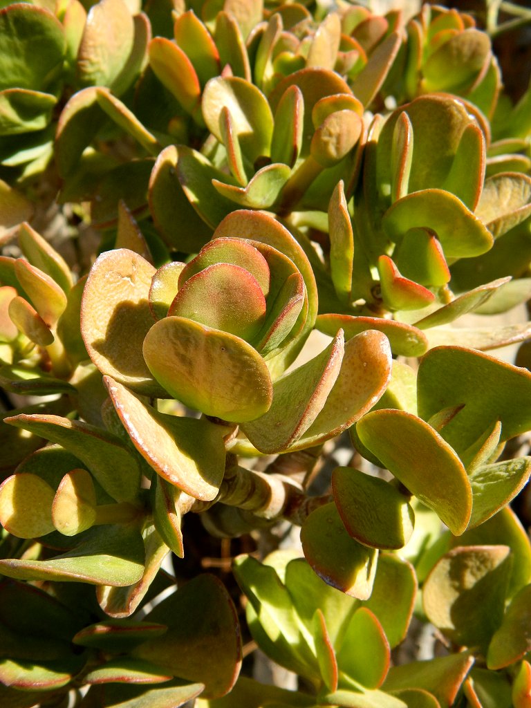 Jade plant (Κρασσούλα)