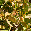 Jade plant (Κρασσούλα)