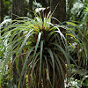 Epiphyte (Air Plant)