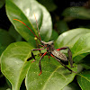 Leaf-footed Bug nymph