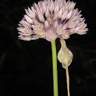 Allium syntamanthum