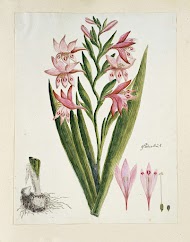 Gladiolus carneus D. Delarochev