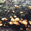 small orange mushroom