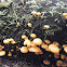 small orange mushroom