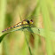 small DragonFly, female