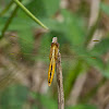 Black-headed Skimmer Dragonfly