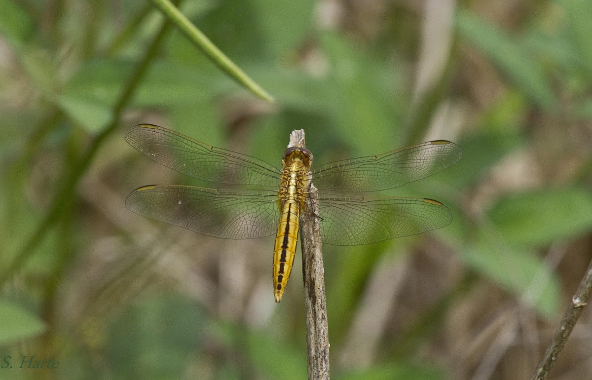 Black-headed Skimmer Dragonfly