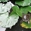 Red-eared slider, Rotwangen-Schmuckschildkröte