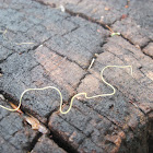 Horsehair Worm