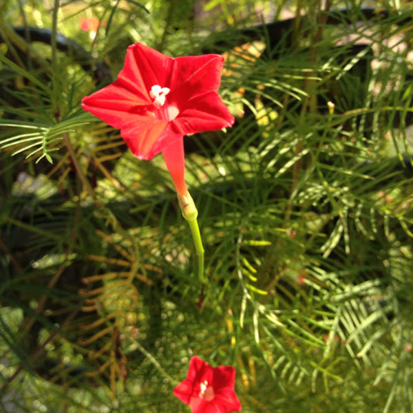 Cardinal Vine Project Noah