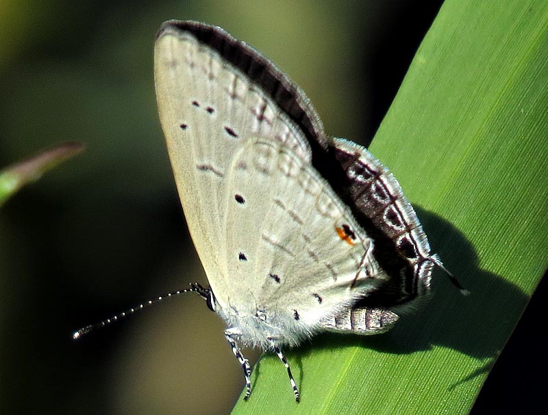 White-tipped blue