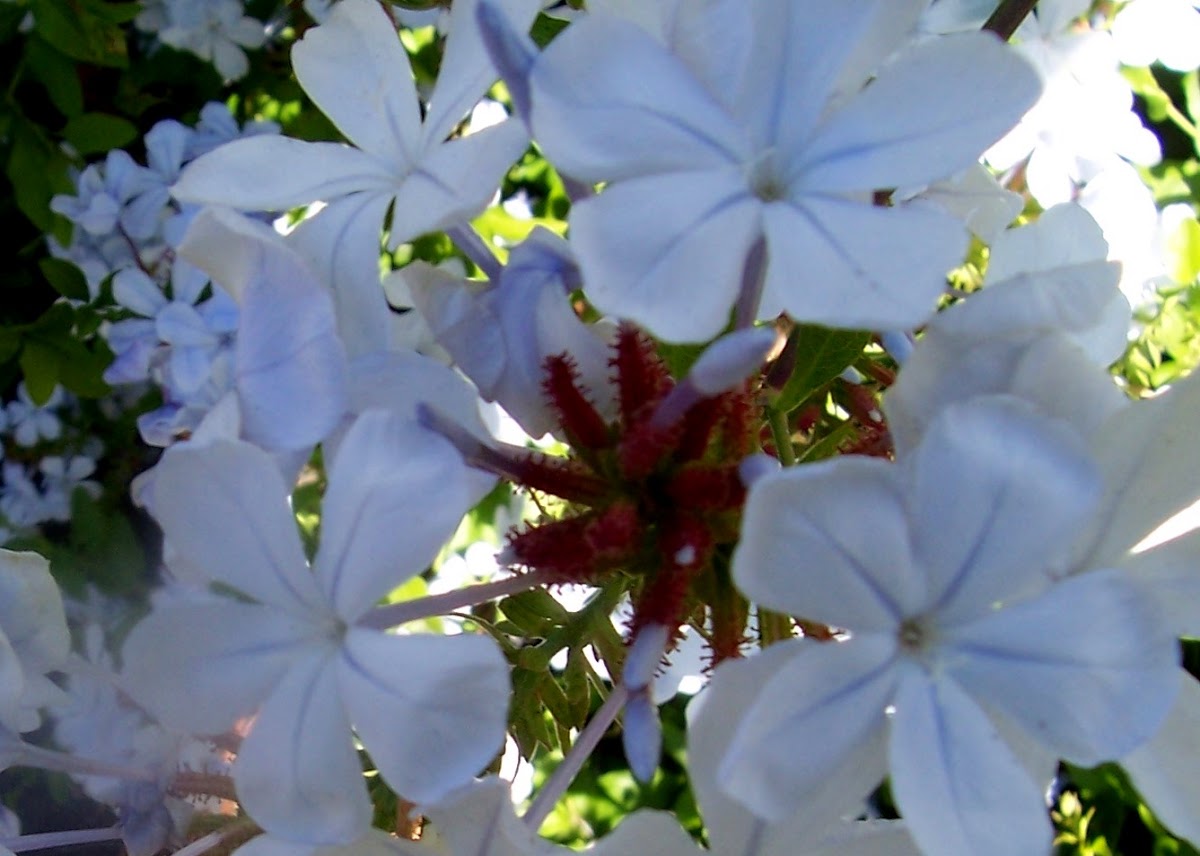 Blue Plumbago