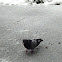 Pigeon / Golub