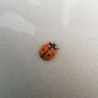 Seven-spotted Lady Beetle