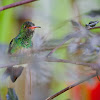 Rufous-tailed Hummingbird