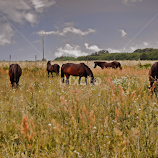 meadow by Josipa Strnišćak -  