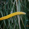 Yellow spindle