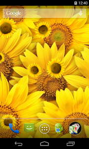 Sunflower Live Wallpaper screenshot 2