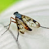 Downlooker snipefly