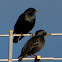 Starling and Spotless Starling